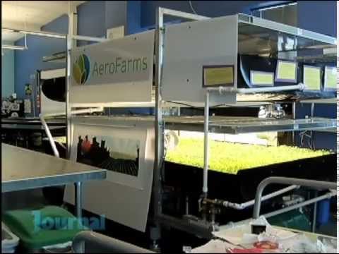 EcoVeggies Urban Farming at St. Philips Academy