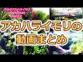 アカハライモリの動画をまとめてみた：イモリウムとイモリの飼育方法2020年5月3日