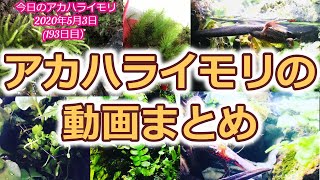 アカハライモリの動画をまとめてみた：イモリウムとイモリの飼育方法2020年5月3日