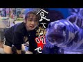 【悲鳴】小魚を一瞬で丸呑みしてしまう魚のいる水槽に隔離中の幼魚が脱走してしまいました…|海水魚|飼育
