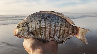 Welcome to california! come along for my first (and second) surf perch
fishing adventures in northern this video contains two separate tr...