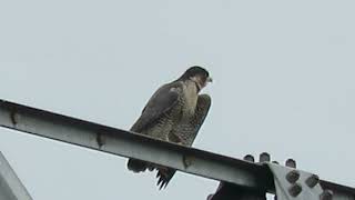 02/11/24 Adult Peregrine Falcon Kent Wa 7288-159