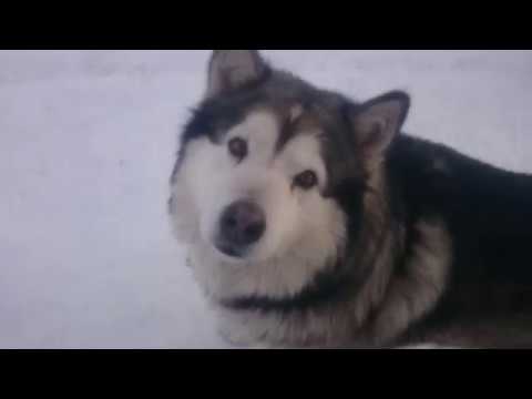 Video: 9 Neticami Piedzīvojumi Ziemā Valdežā, Aļaskā