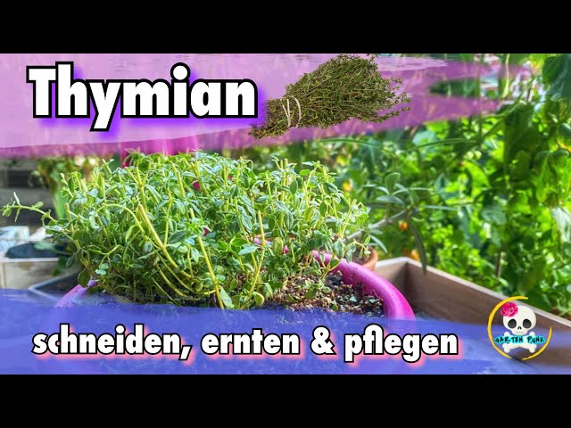 Thymian pflanzen und pflegen