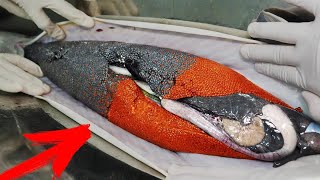 Incredible Method of Growing Black and Red Caviar | Caviar Production - How to Make Red Caviar