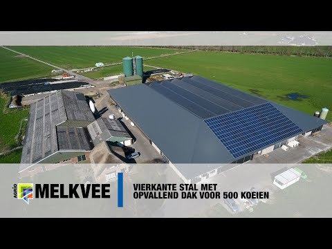 Vierkante stal met opvallend dak voor 500 koeien