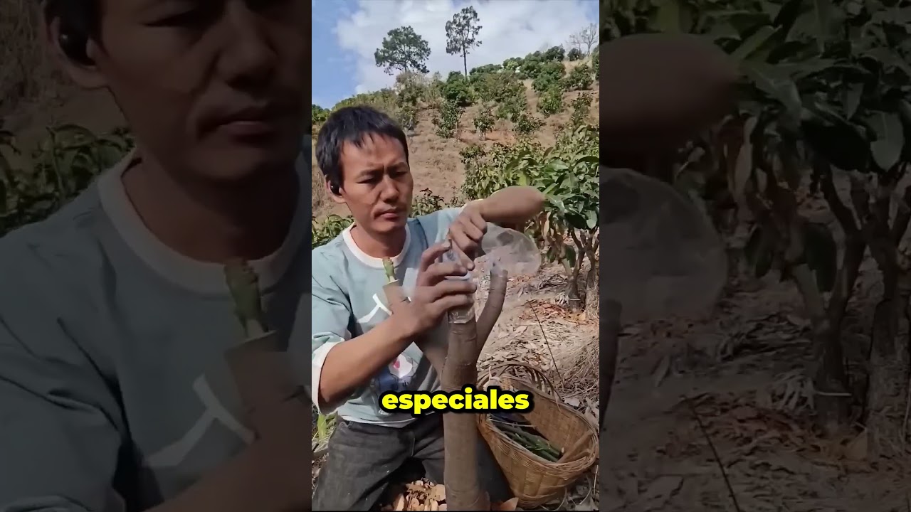 El secreto chino para cultivar mangos sin semillas