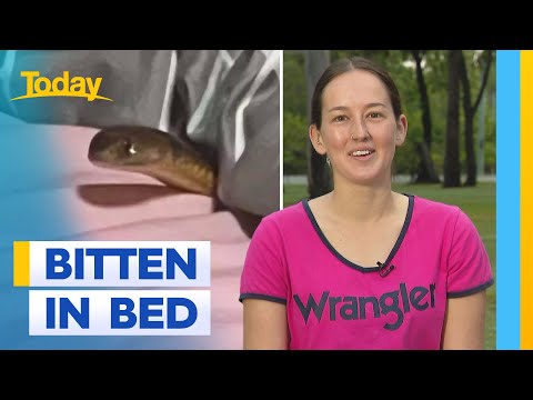 Woman Bitten By Brown Snake Hiding In Bed Today Show Australia