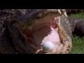 Happy Gilmore 1996  alligator scene HD