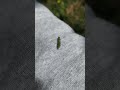 Making New Friends #humor #funny #hernyó #greengo #greenalien #greenlifediaries #naturelovers