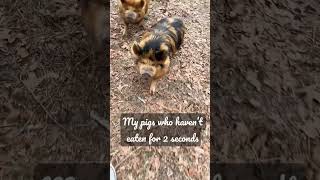 My Pigs When Its Feed Time