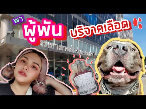 Luktaan vlog | พาผู้พันไปบริจาคเลือด | โรงพยาบาลสัตว์ทองหล่อ (พระราม9)
