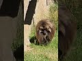 ExtraEmily and Maya's MONKEY Observation | Prime!