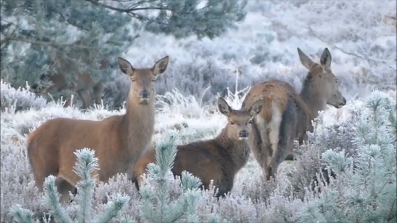 KorgStyle : Snow is falling - 07/2025