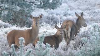 Korgstyle Snow Is Falling - 072025