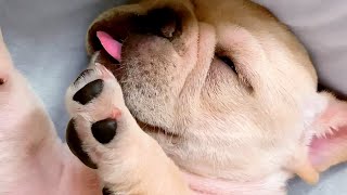 Cute Bulldog Falls Asleep | Funny Pet Videos by Funny Pet Videos 18,359 views 2 years ago 6 minutes, 20 seconds