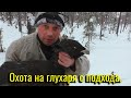 Охота на Глухаря с подхода. 4 Глухаря в одном месте. Нашли тетеревов на лунках, НО....