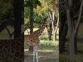 #wildlife #safari -#glenrose #texas #shortsvideo #shortsfeed #shorts #short #shortvideo #shortsviral