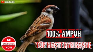 🔴 Top Masteran gereja tarung Nyerecet panjang Speed rapat & kasar