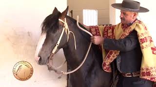 Juan Manchon Rienda Bocado 17 Agosto