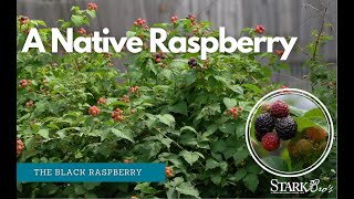 Black Raspberry Oregon Black Raspberry Fruit