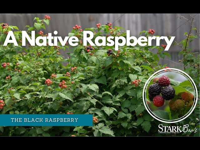Growing Cold-Hardy Black Raspberries