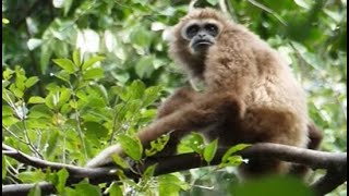 Gibbons singing in the forest | Sumatran white-handed gibbon (Hylobates lar vestitus)