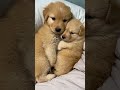 Too Cute to Handle: The Most Adorable Puppies on the Internet! #youtubeshorts #cutedog