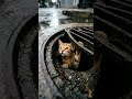 Jo dog aur cat ek dusre se nafrat karte the wo best friends ban gaye 😢#funny #emotional #motivation