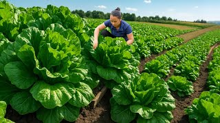 Download Lagu Harvesting Fresh Green Vegetables from the Garden and Selling Them at the Market, Gardening, Cooking MP3 Download Lagu Harvesting Fresh Green Vegetables from the Garden and Selling Them at the Market, Gardening, Cooking MP3