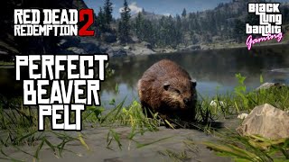 Red Dead Redemption 2 - How get a Perfect Beaver YouTube