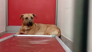 Red 3y A818012 kennel 149 PACC shelter 103