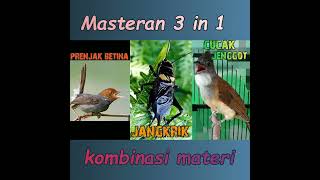 besetan panjang!!Masteran 3 in 1, prenjak betina, jangkrik, cucak jenggot  @MusicMelodysRecord