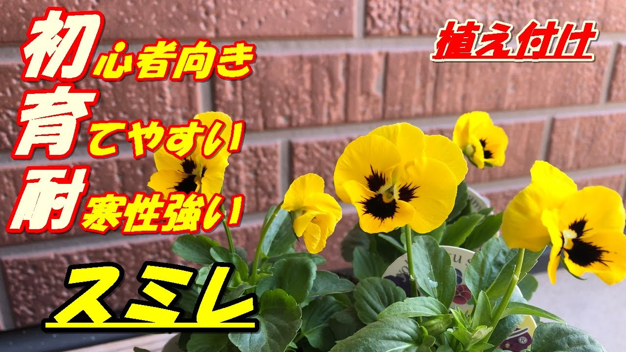 花 スミレの育て方 植え付け Youtube 花 スミレの育て方 植え付け Youtube