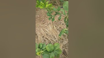 Xin giới thiệu với các bạn vườn ươm Bưởi Tiến Vua - ĐT 0987176656 I Dương Cây Cảnh