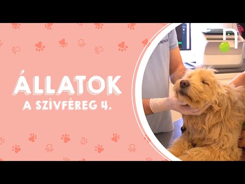 Videó: Hogyan beszéljünk a kutyákkal?