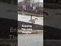 GEESE STROLL GEESE GAGGLE #duck #geese #goose #rainday