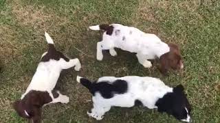 Chiots Springer Anglais De 2 Mois Youtube
