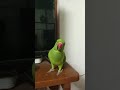 mitthu mitthu 93 #birds #mithukibatain #mitthumitthu #funny #parrot #talkingparot #greenparrot #cow