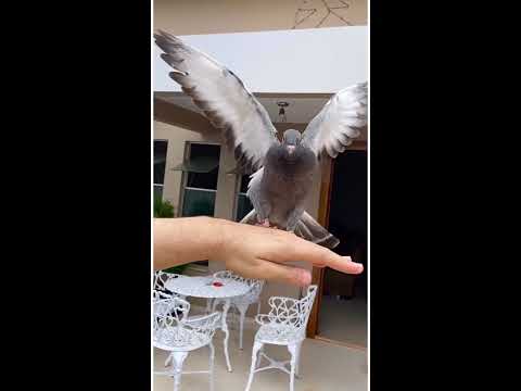 Vídeo: Você consegue domar um pombo-torcaz?