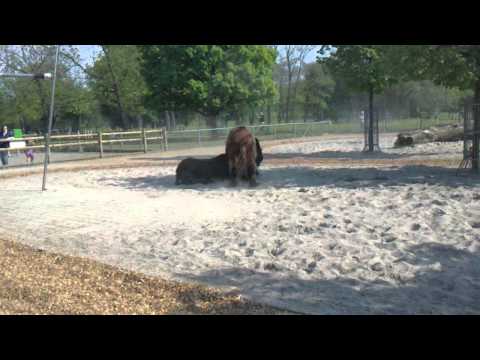 Wideo: Zoo w Stuttgarcie