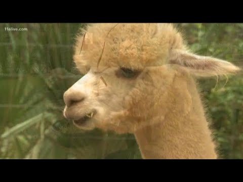 Video: Who Are The Alpacas