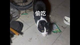 带着流浪猫骑行130多公里无人区 到达一个团场休整一天 #原创视频 #善待动物 #关爱流浪动物 #正能量