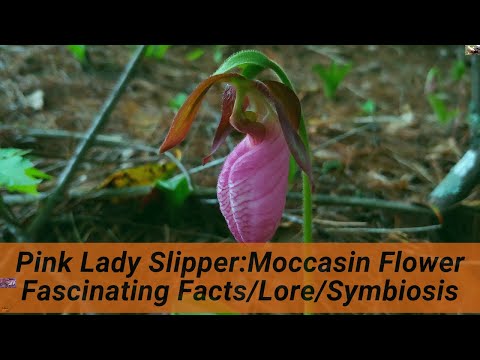 Video: Wild Lady Slipper Orchids - Cultivarea unei flori sălbatice Lady Slipper