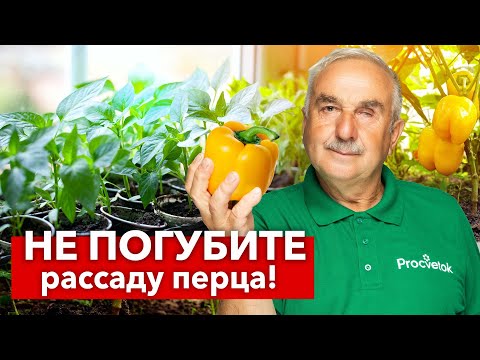 ВЗОШЛИ ПЕРЦЫ? Срочно сделайте так, чтобы рассада не вытянулась, а росла крепкой и коренастой