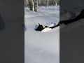 Маленький Корги застрял в снегу / little corgi stuck in the snow  #корги #corgi