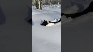 Маленький Корги застрял в снегу / little corgi stuck in the snow  #корги #corgi