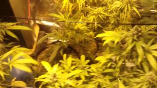 Grow update 10/3