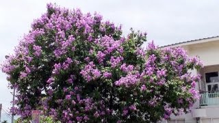 台灣花卉之美-大花紫薇Lagerstroemia speciosa