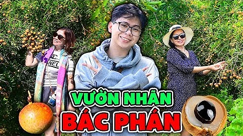 Tham Quan Vườn Nhãn Xuồng, Hái Ăn Thả Ga Chỉ 50K 1 Vé Tại Vũng Tàu!!